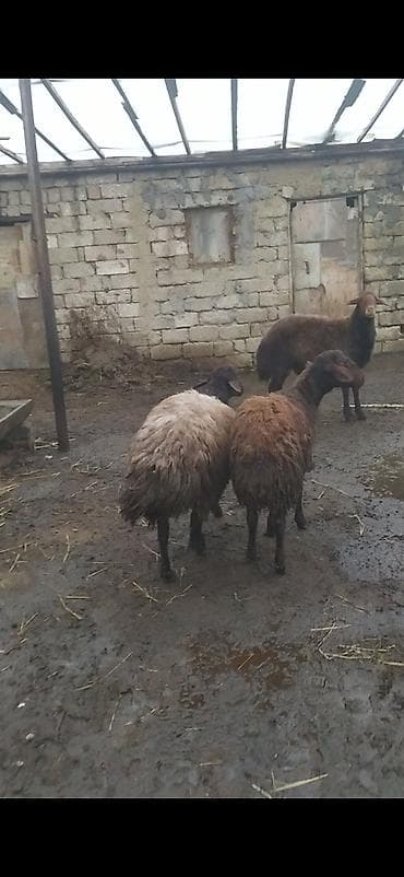 keçi satışı: 3 dənə qala qoçları satılır balacası 390 ən böyüyü 850 deyirəm alan — 5