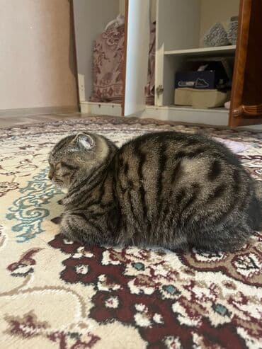 вислоухий сиамский кот: Шотладская вислоухая, Самец — 2