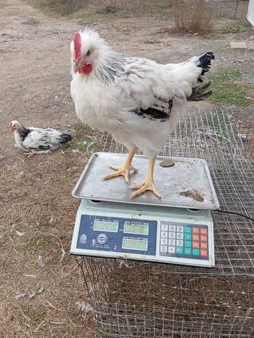 Kənd təsərrüfatı quşları: Cins toyuqlar – ətlik-yumurta istiqaməti - Rəng: ağ lələklər üzərində — 6