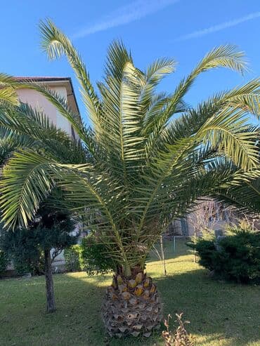 sarmaşıq qızılgul satışı: Dekarativ agaclarin satisi — 14