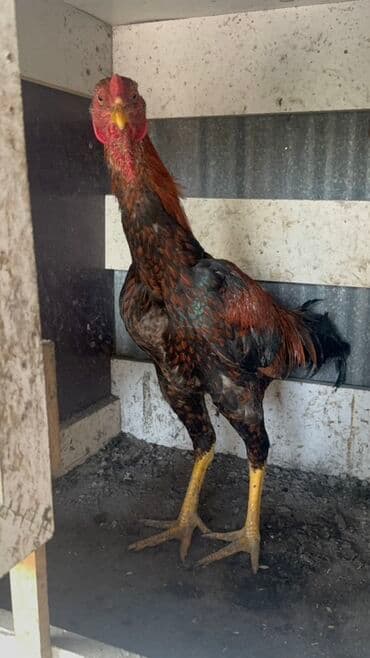 Информатика: Heyratı satılır real alıcıya endirim olacaq - Növ: kənd toyuğu/xoruz — 3