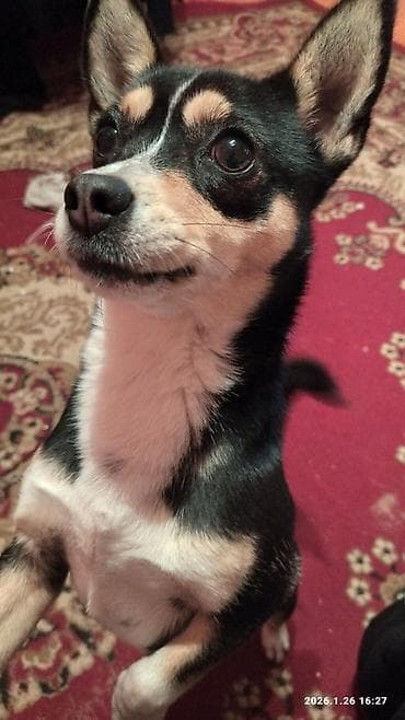 azerbaycanda it adlari: 1 il, Dişi — 3