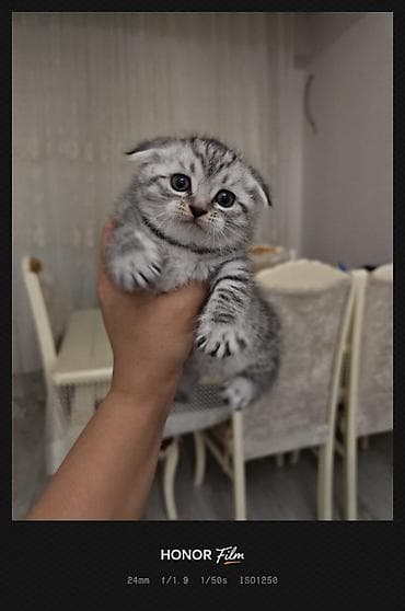 Quşlar: Britan — 6