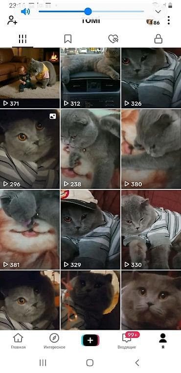 pişim: Britan yastı qulaq, Erkək, Cütləşmə üçün — 5