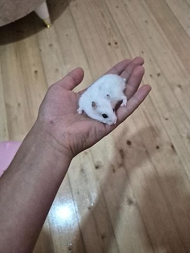 Hamster Satilir qefes qarisig 25azn at lalafo.az Hamster Satilir qefes qarisig 25azn