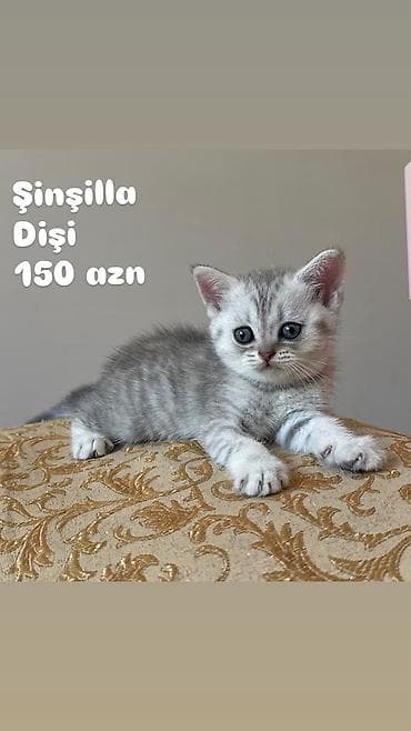 Pişiklər: Şinşilla, Dişi — 5