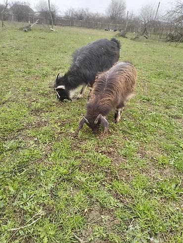 sort keçi: Satışda: 2 baş keçi Xüsusiyyətlər: - Cins: yerli dağ tipli — 1