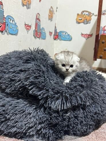 ən ucuz pişiklər: Britan — 13