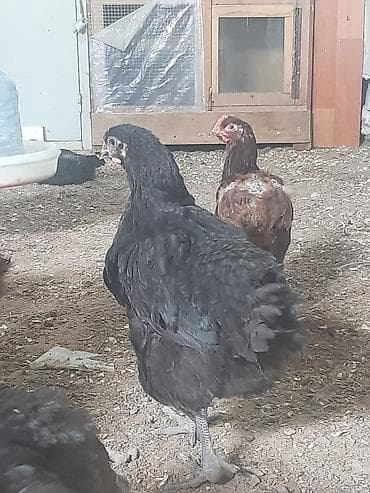 Собаки: Salam Aleykum, Dunyanın ən iri cinsi olan Jersey Gigant toyuqunun — 2