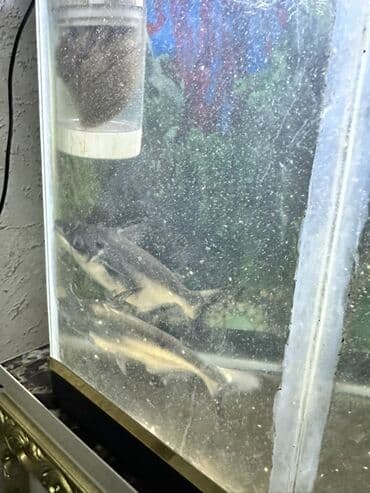 Gəmiricilər: Akula balığı, Yırtıcı, Ünvandan götürmə — 2