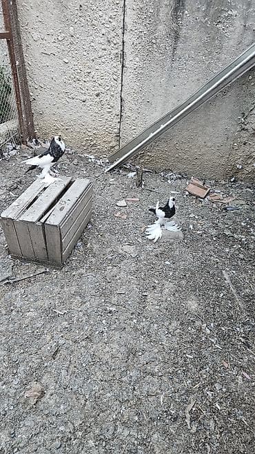 goyercin aliram: Xamilyon qara pomerianlar həm beli həm quyruqlari parıltılı qaradır — 5