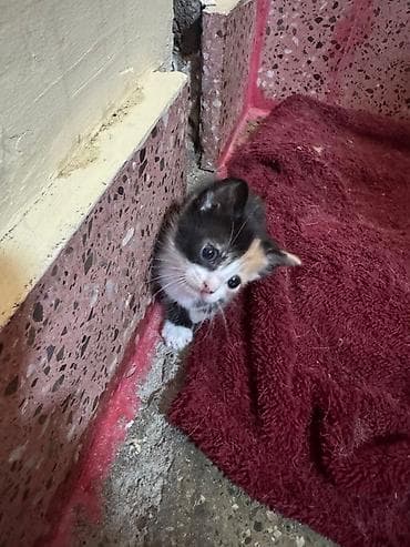 ucuz bala pişiklər: Yaxşı əllərə — 5