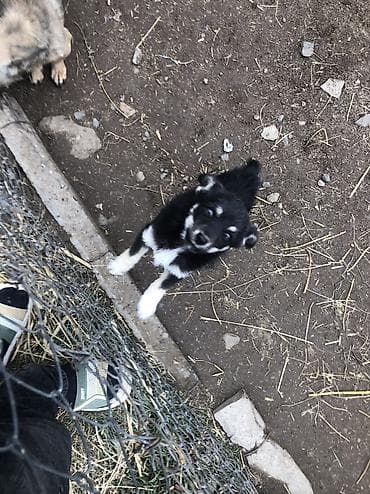 cins ineklerin satisi: İzvanok anadan gelme quyruqu kesikdi 5 ay lıqdı qiymetde cuzi endirim — 4