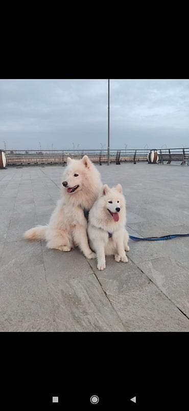 qar qız: Samoyed cinsi balaları satılır erkek dişi var qiymət sondur nəzərinizə — 1