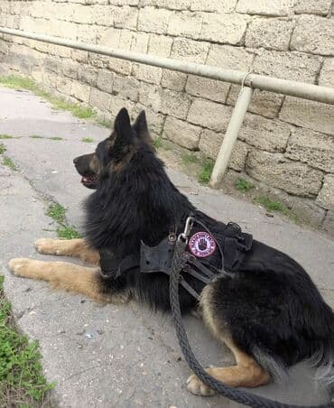 çoban iti satılır: Alman çoban iti, 1 il, Erkek, Peyvəndli, Ünvandan götürmə — 6