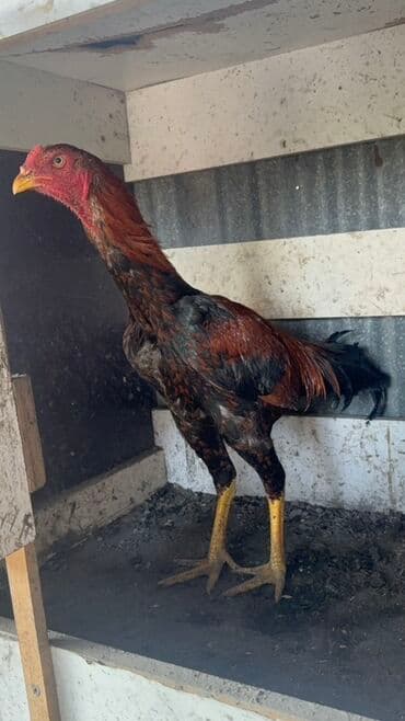 Информатика: Heyratı satılır real alıcıya endirim olacaq - Növ: kənd toyuğu/xoruz — 4