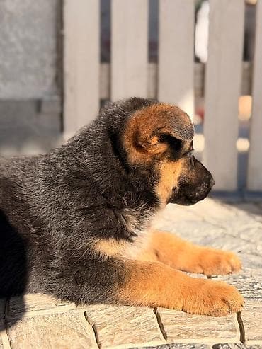 yevropeyski afcarka: Alman çoban iti — 4