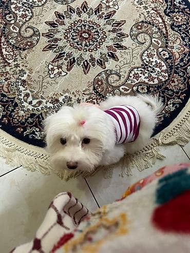 doberman balaları: Malta bolonka, Peyvəndli — 1