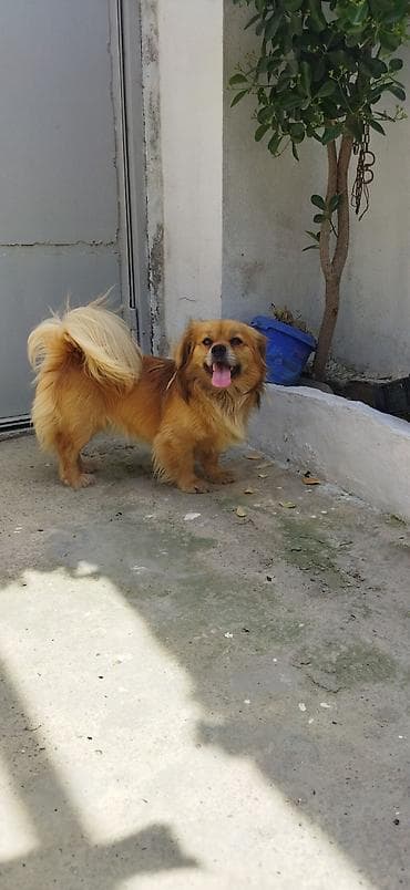 barter itle: Pekines, Erkek — 1