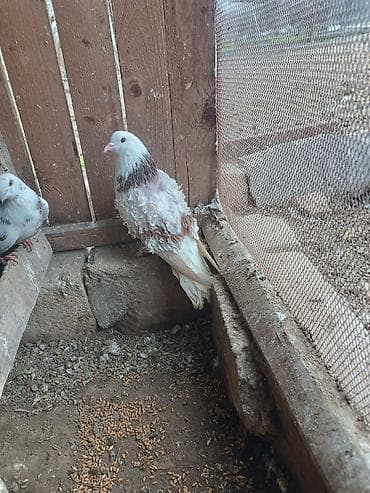 danışan tutuquşu satışı: Frillback (bükülü tüklü) göyərçinlər – dekorativ cins - Rəng: ağ və — 6