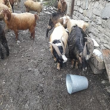 heyvan bazari keci: Erkək, il: 1, Damazlıq, Ətlik — 2