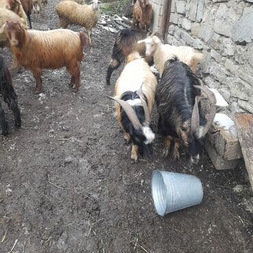 Gəmiricilər: Satılır – yerli cins keçilər sürüsü - Şəkillərdə müxtəlif rəngli və — 6