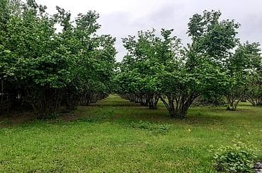 Məhsul: Fındıq bağından təzə fındıq (Corylus avellana) Təsvir: - — 3