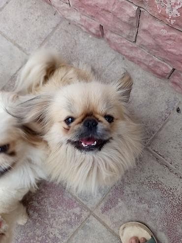 Pekines, 1 il, Erkek, Ünvandan götürmə, Ödənişli çatdırılma