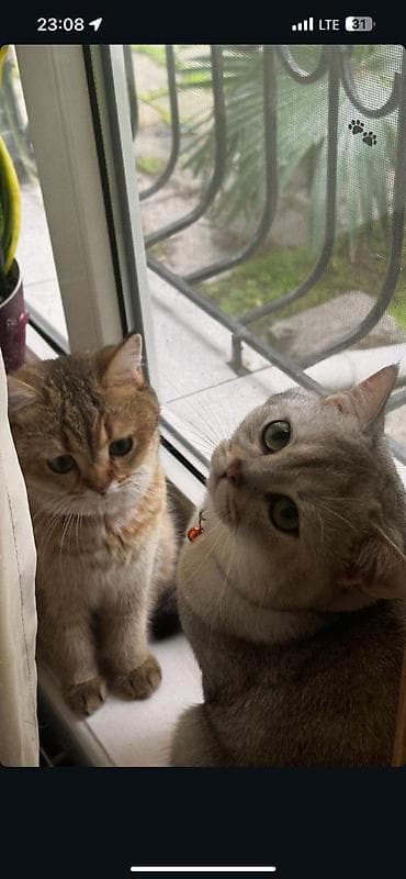 pişim: Britan — 7