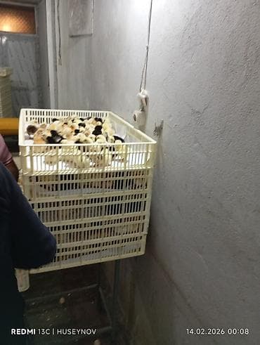 cuce satiwi: 15 günlük süper lider cucesi vaxsinadiyalari verilib Saba lasota — 9