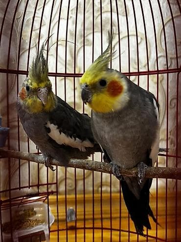 dekarativ quslar: Papuqay cütü satılır hər şey daxil 90azn ciddi istəyən olsa cuzi — 3