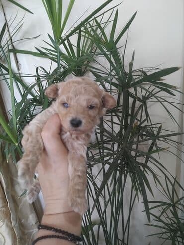 мальтипу купить: Pudel, 1 ay, Erkek — 5