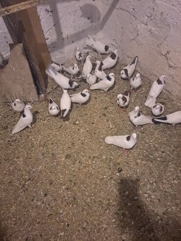 heyvanlara verilen xususi adlar: Uçuşçu qövlar – müxtəlif rənglərdə və naxışlarda ev göyərçinləri - — 8