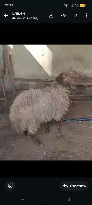 heyvan satişi: Qurbanınız qoç olsun! 35-55 kiloqram diri çəkisi olan 1 il, 1 il 6 — 1