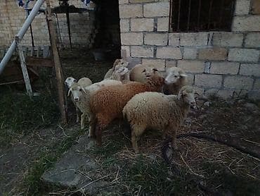 körpə quzu: 9 Baş quzu satılır 5 dişi 4 erkek kom satılır — 5