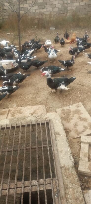 kayuqa ördək: Muscovy ördəkləri (indoutka) – qarışıq rəngli sürü • Cins: Muscovy — 3