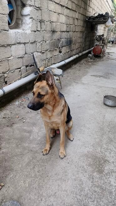 Alman çoban iti, 1 ay, Erkek