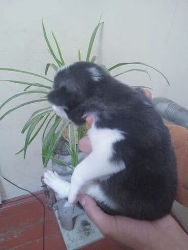 купить хаски щенка: Хаски — 2