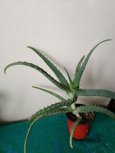 qılınc gülü haqqında: Aloe vera otaq bitkiləri - Günəşli və işıqlı yerləri sevir, kölgəyə də — 3