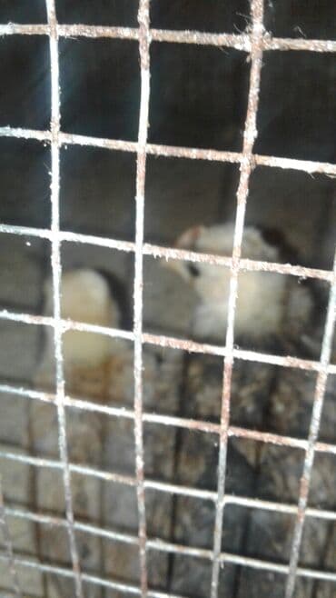 hint bülbülü: Amerika serama xoruz toyuqlari 200 qram dunyanin en kicik xoruz ve — 2