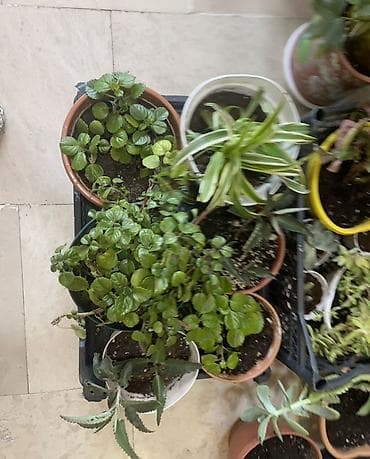 Комнатные растения: 🌸Ev, balkon bitkiləri hər biri 4azn Endirim 👉🏻10 dənə alana 3 azn - — 2