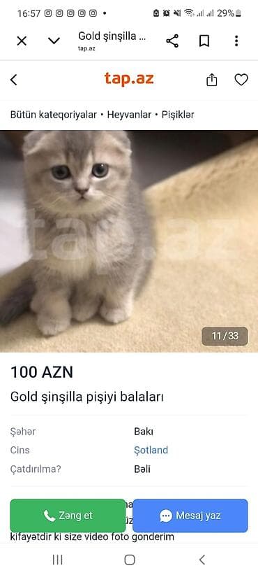 sort pişik: Britan — 8