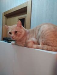 cütleşdirme: Erkək — 2