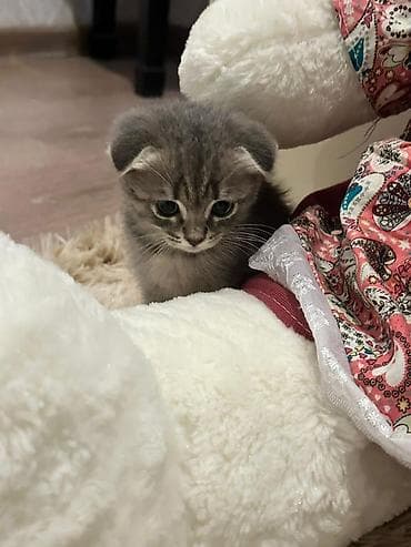 pişik yuva: Şotland yastı qulaq, Dişi — 4