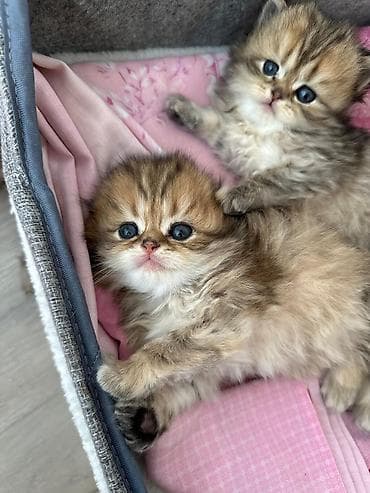 Safqanlı, uzun tüklü, yumru üzlü və iri mavi-göy gözlü balaca lalafo.az -da Safqanlı, uzun tüklü, yumru üzlü və iri mavi-göy gözlü balaca