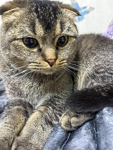 britaniya pişiyi: Şotland — 4