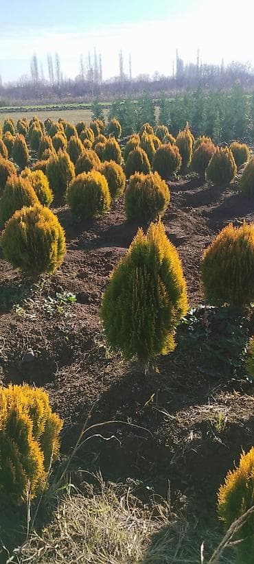 Qızılı tuya – dekorativ həmişəyaşıl iynəyarpaq kollar - Növ: Thuja lalafo.az -da Qızılı tuya – dekorativ həmişəyaşıl iynəyarpaq kollar - Növ: Thuja