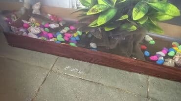 qoyun satılır: Kütüm balıqlar yerim valaca oldugu üçün satoram 18-17 edəddir təcili — 1