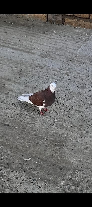 sultan papuqay satisi: Qirmizi agbas maya 20 azn unvan Qaradag — 1