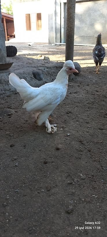lalafo az heyvanlar: Toyuq, Damazlıq — 3